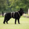 Non-Stop Dogwear Line Harness Long WD Lang Hundesele Non-Stop Dogwear Line Harness Long WD Lang Hundesele