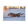 Non-Stop Dogwear Nansen Nome Harness 5.0 Trekksele Non-Stop Dogwear Nansen Nome Harness 5.0 Trekksele