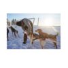 Non-Stop Dogwear Nansen Nome Harness 5.0 Trekksele Non-Stop Dogwear Nansen Nome Harness 5.0 Trekksele