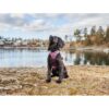 Non-Stop Dogwear Ramble Harness Hundesele Non-Stop Dogwear Ramble Harness Hundesele
