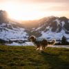 Non-Stop Dogwear Trail Light Dog Backpack Lett Kløv Non-Stop Dogwear Trail Light Dog Backpack Lett Kløv