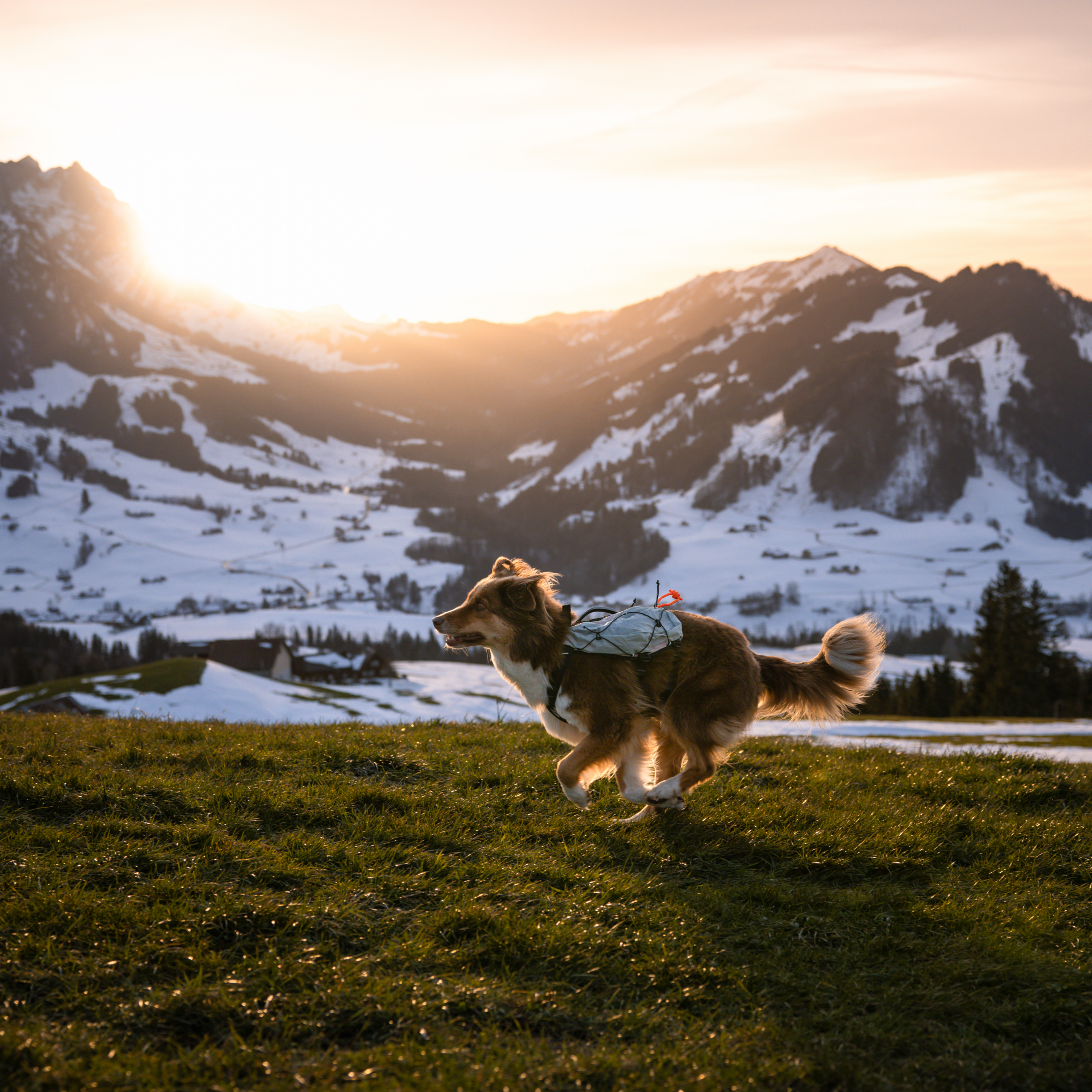 Non-Stop Dogwear Trail Light Dog Backpack Lett Kløv Non-Stop Dogwear Trail Light Dog Backpack Lett Kløv