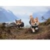 Non-Stop Dogwear Fjord Raincoat Regndekken Oransje-Sort Non-Stop Dogwear Fjord Raincoat Regndekken Oransje-Sort