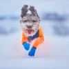 Non-Stop Long Distance Bootie Snøsokker Potesokker Hundesokker Non-Stop Long Distance Bootie Snøsokker Potesokker Hundesokker