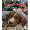 Ozami adventskalender til hund Ozami adventskalender til hund
