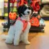 Ozami hundesele Air-mesh (mange farger) Ozami hundesele Air-mesh (mange farger)