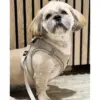 Ozami hundesele Air-mesh (mange farger) Ozami hundesele Air-mesh (mange farger)
