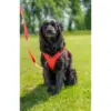 Ozami hundesele Air-mesh (mange farger) Ozami hundesele Air-mesh (mange farger)