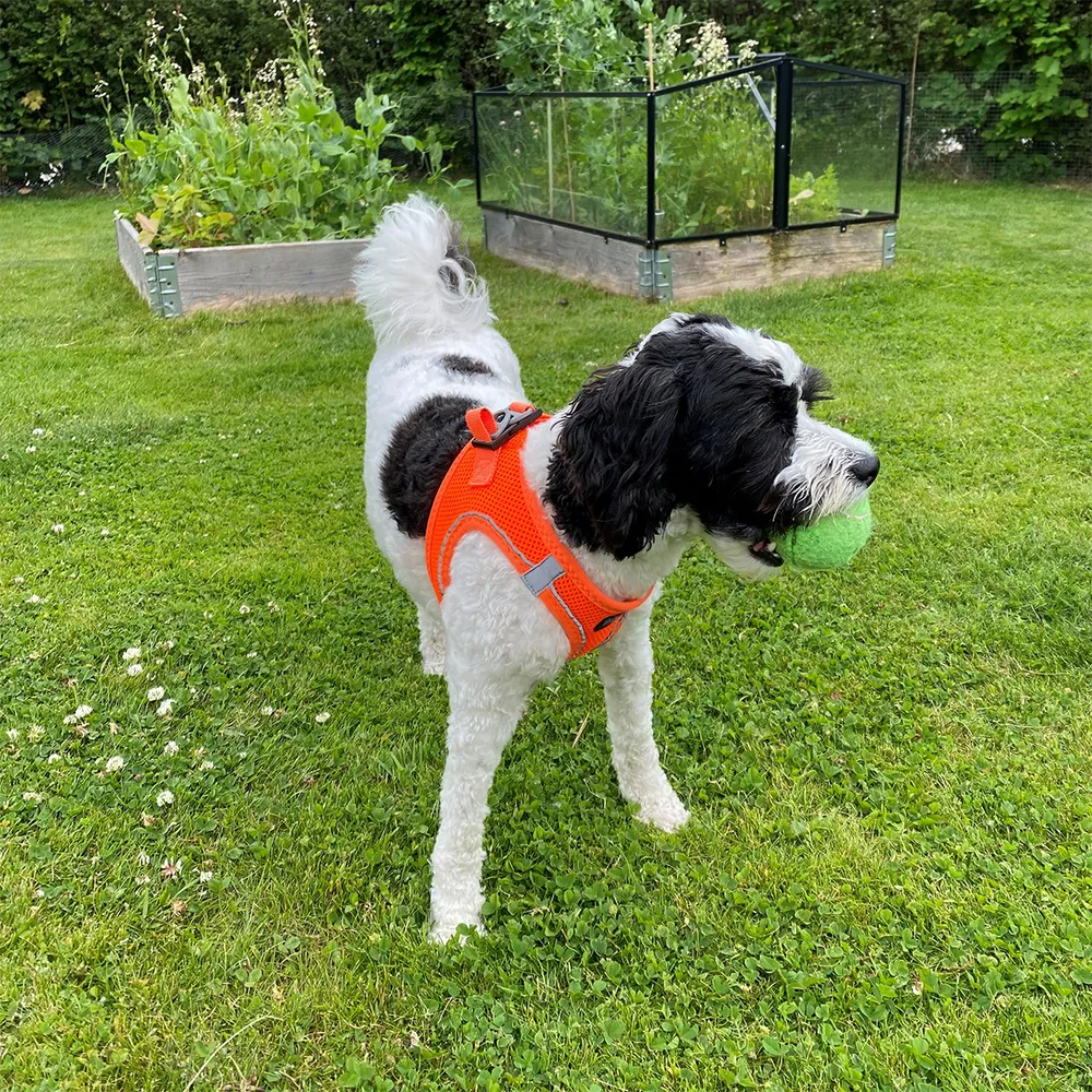 Ozami hundesele Air-mesh (mange farger) Ozami hundesele Air-mesh (mange farger)