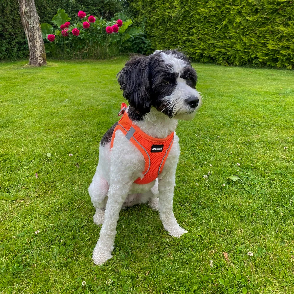 Ozami hundesele Air-mesh (mange farger) Ozami hundesele Air-mesh (mange farger)