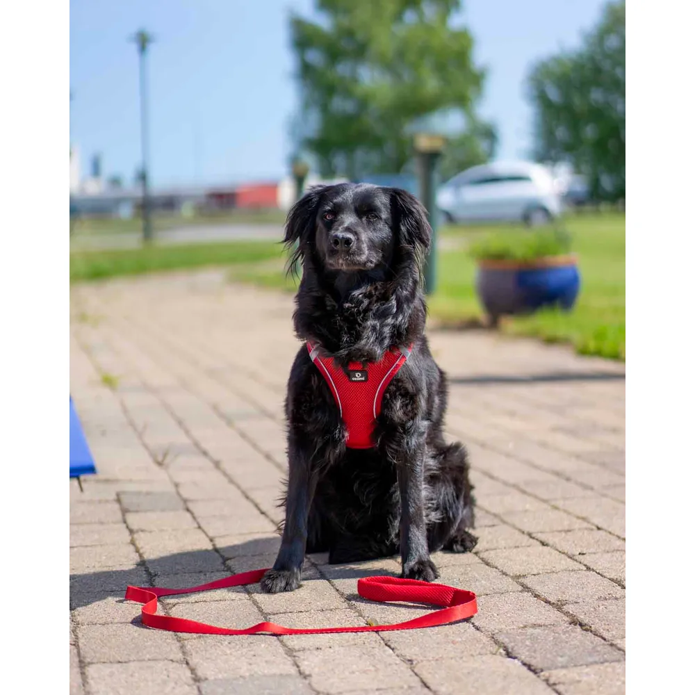 Ozami hundesele Air-mesh (mange farger) Ozami hundesele Air-mesh (mange farger)