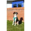 Ozami hundesele Air-mesh (mange farger) Ozami hundesele Air-mesh (mange farger)