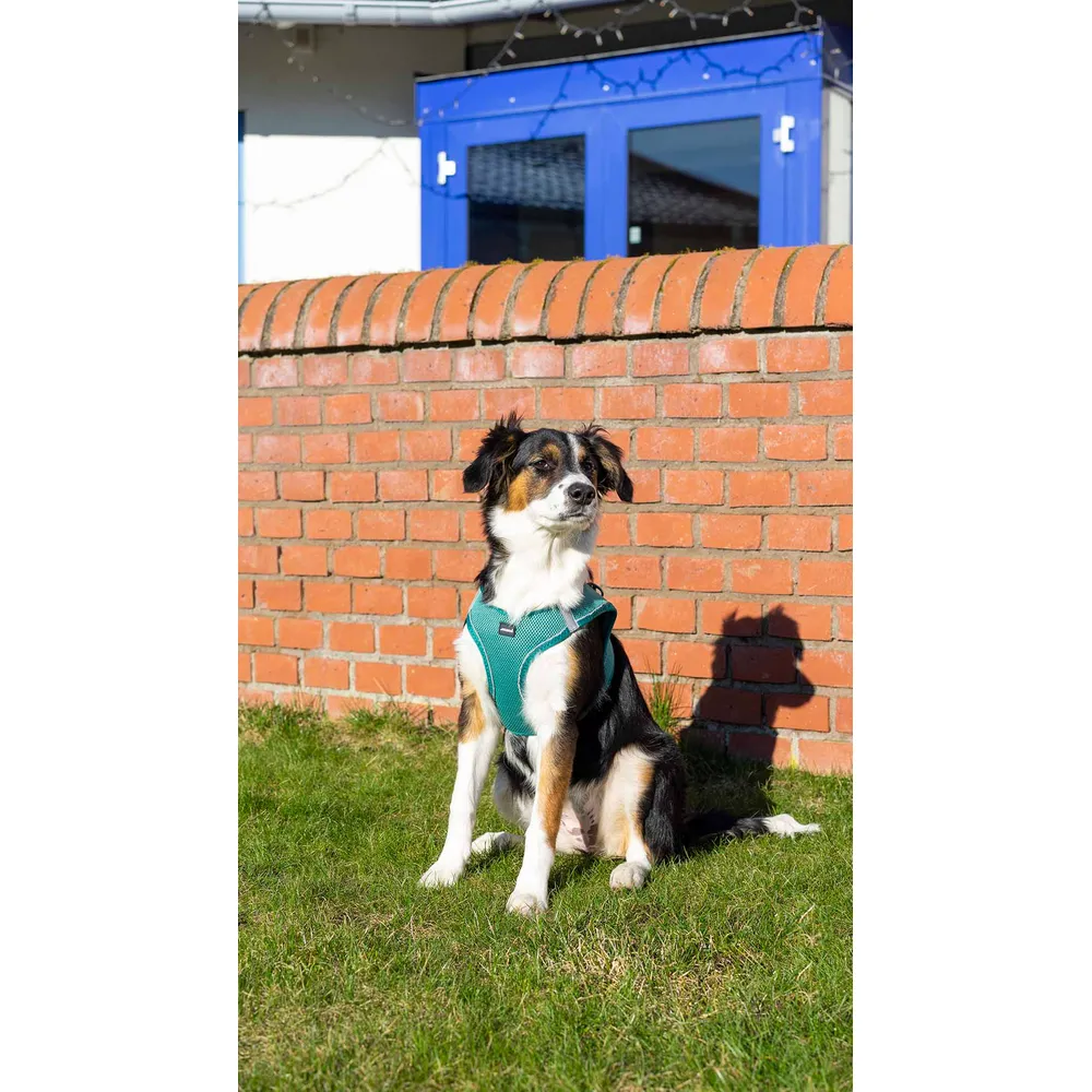 Ozami hundesele Air-mesh (mange farger) Ozami hundesele Air-mesh (mange farger)