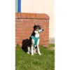 Ozami hundesele Air-mesh (mange farger) Ozami hundesele Air-mesh (mange farger)