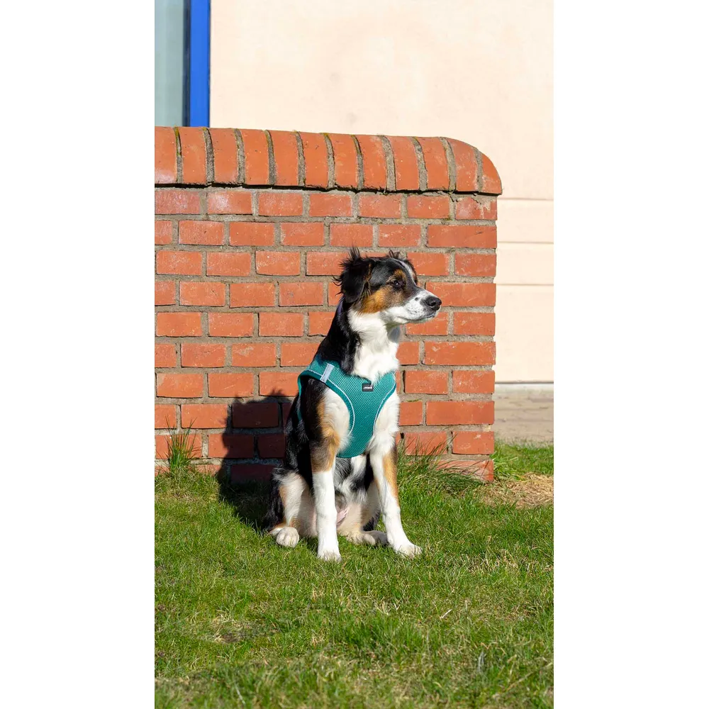 Ozami hundesele Air-mesh (mange farger) Ozami hundesele Air-mesh (mange farger)