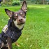 Ozami Outdoor Jacket Rain - Vanntett Regntrekk Hund Ozami Outdoor Jacket Rain - Vanntett Regntrekk Hund