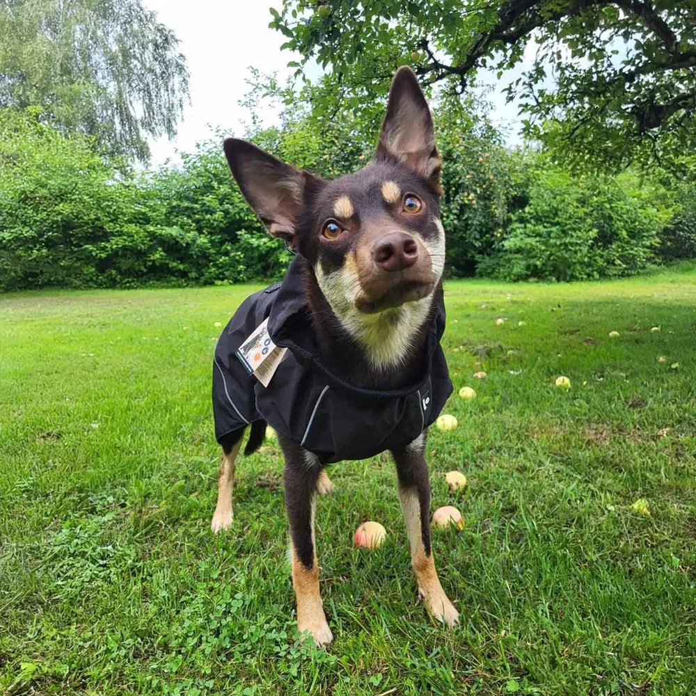 Ozami Outdoor Jacket Rain - Vanntett Regntrekk Hund
