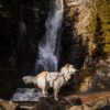 Non-Stop Dogwear Trail Light Dog Backpack Lett Kløv Non-Stop Dogwear Trail Light Dog Backpack Lett Kløv