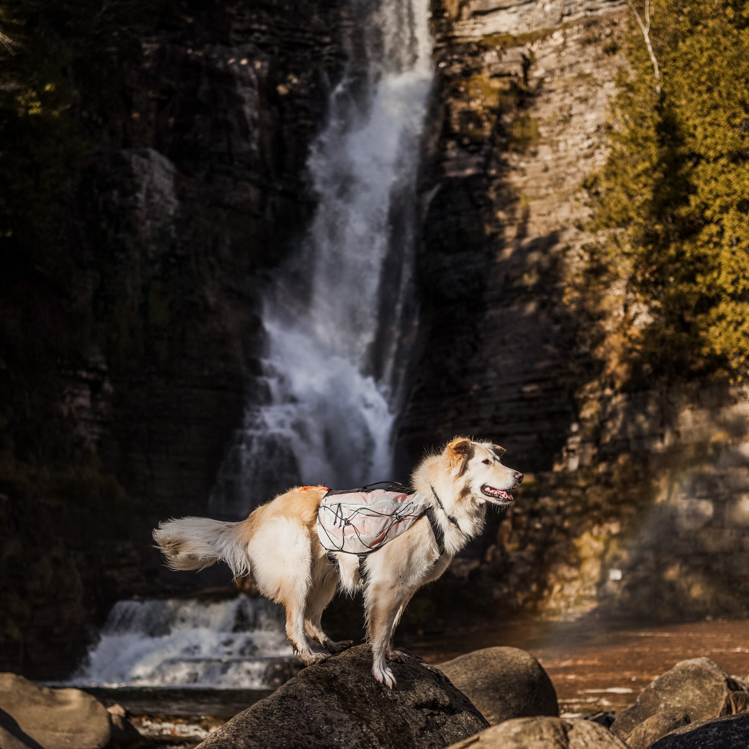 Non-Stop Dogwear Trail Light Dog Backpack Lett Kløv Non-Stop Dogwear Trail Light Dog Backpack Lett Kløv