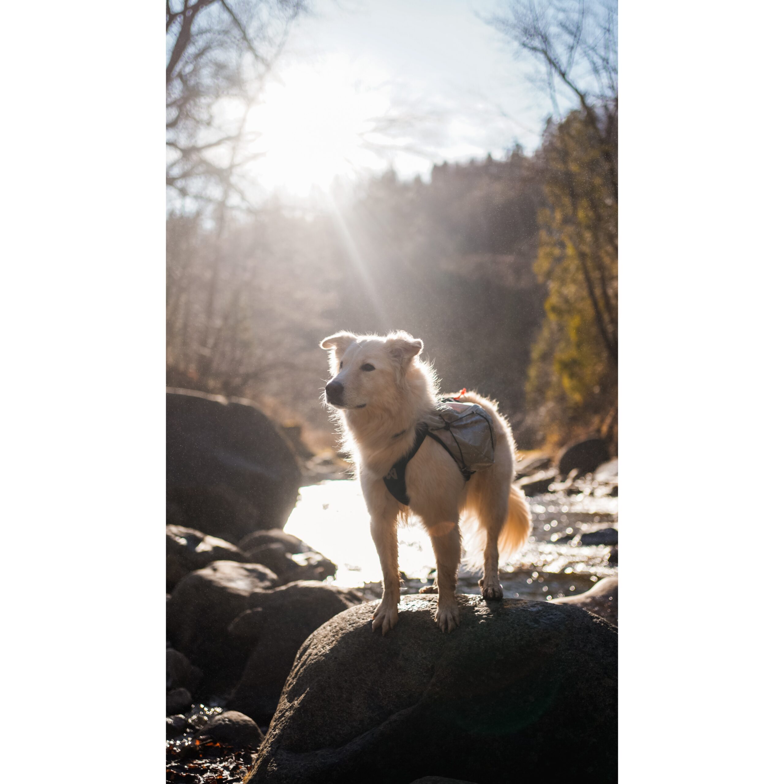 Non-Stop Dogwear Trail Light Dog Backpack Lett Kløv Non-Stop Dogwear Trail Light Dog Backpack Lett Kløv