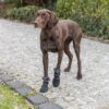 Hundesokk Walker Active Long Protective Hundesokk Walker Active Long Protective