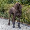 Hundesokk Walker Active Long Protective Hundesokk Walker Active Long Protective