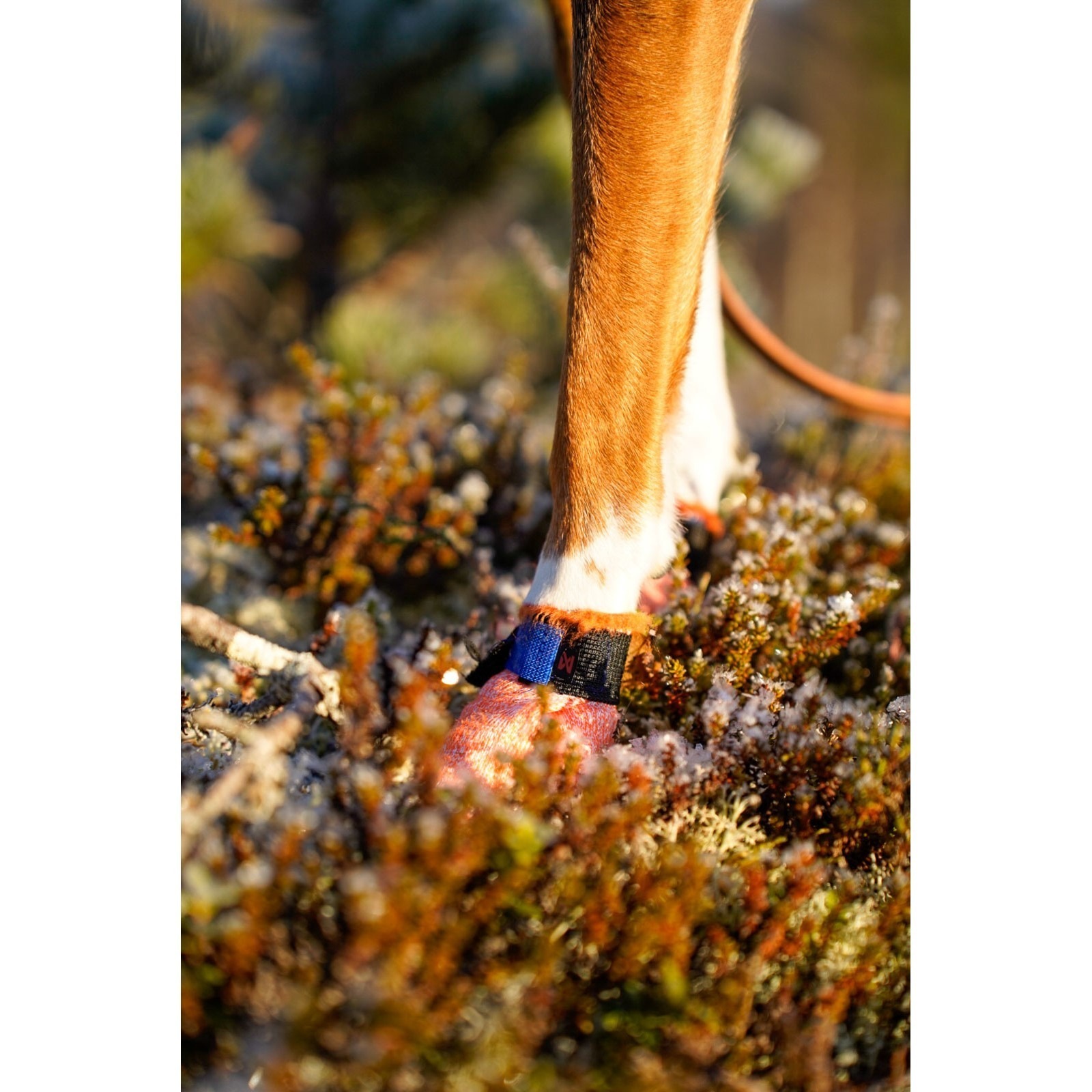 Non-Stop Dogwear Protector Light Socks Potesokker Hund 4pk