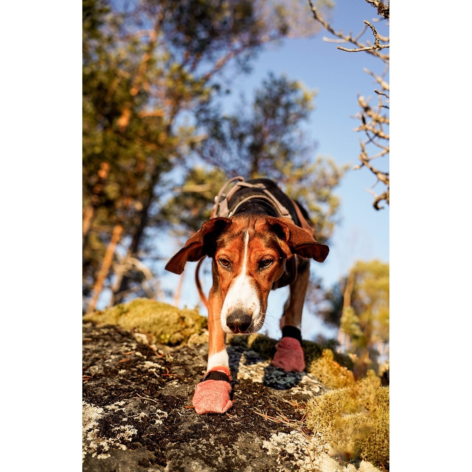 Non-Stop Dogwear Protector Light Socks Potesokker Hund 4pk