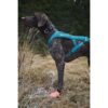 Non-Stop Dogwear Protector Light Socks Potesokker Hund 4pk Non-Stop Dogwear Protector Light Socks Potesokker Hund 4pk