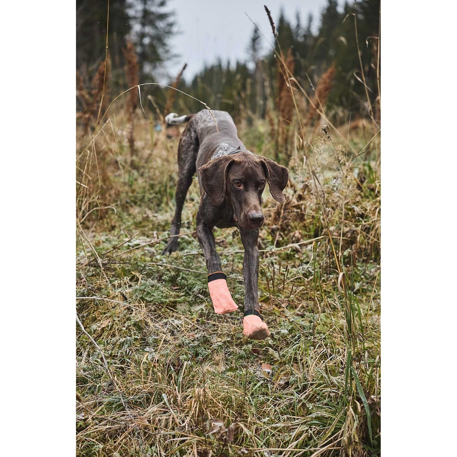 Non-Stop Dogwear Protector Light Socks Potesokker Hund 4pk