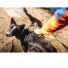 Non-Stop Dogwear Rock Harness - Polstret og Pustende Hundesele Non-Stop Dogwear Rock Harness - Polstret og Pustende Hundesele