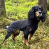 Sidney ulldekken i merinoull – for korthårede hunder Sidney ulldekken i merinoull – for korthårede hunder