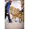Non-Stop Dogwear Solid Collar WD Hundehalsbånd Non-Stop Dogwear Solid Collar WD Hundehalsbånd