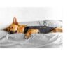 Thundershirt til hund Thundershirt til hund