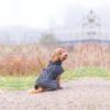 Trixie Brizon 2.0 Vinterjakke til Hund - Varm og Vanntett Trixie Brizon 2.0 Vinterjakke til Hund - Varm og Vanntett
