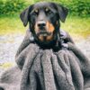 Canelana Cave Varmepose i ull til hund Canelana Cave Varmepose i ull til hund