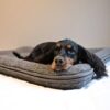 Canelana Hundeseng Ull m/kanter Canelana Hundeseng Ull m/kanter