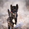 Canelana Touring Aktivitetsdekken Hundedekken Ull Canelana Touring Aktivitetsdekken Hundedekken Ull