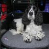 Canelana Flat Ullmadrass Hundemadrass Canelana Flat Ullmadrass Hundemadrass
