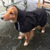 Canelana Cover Vind- / Regndekken Hundedekken Softshell Canelana Cover Vind- / Regndekken Hundedekken Softshell