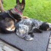Canelana Flat Ullmadrass Hundemadrass Canelana Flat Ullmadrass Hundemadrass