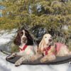 Canelana Flat Ullmadrass Hundemadrass Canelana Flat Ullmadrass Hundemadrass