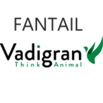 Fantail