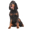 Myfamily Gordon Setter IDtag