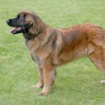 Myfamily Leonberger IDtag