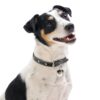 Jack Russell terrier brun-sort