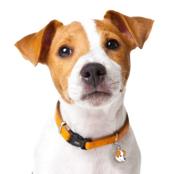 Jack Russell terrier brun