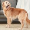 MyFamily Golden Retriever IDtag