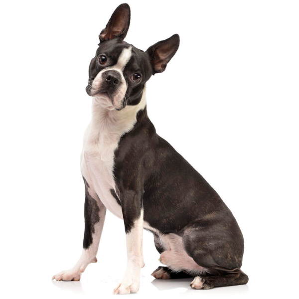 Myfamily Boston Terrier IDtag