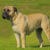 Myfamily Bullmastiff IDtag